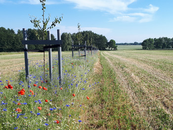 Jungbäume auf einem Kornfeld