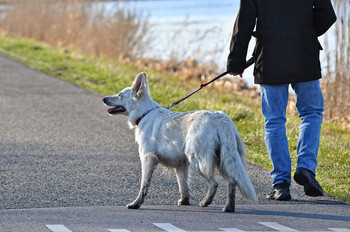 Mann geht mit Hund Gassi