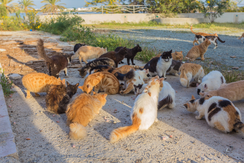 viele herrenlose freilebende Katzen sitzen auf einer Freifläche und fressen